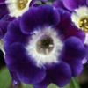 Primula Auricula Old Cottage Blue - Abriachan Nurseries